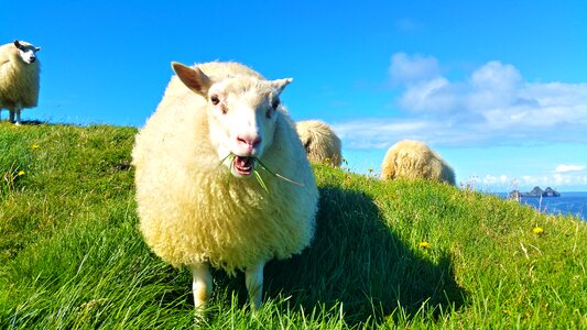 Wool lamb grazing photo
