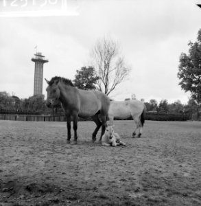 Przewalskipaardje in Blijdorp Moeder en zoon Poljako in de wei, Bestanddeelnr 912-5158