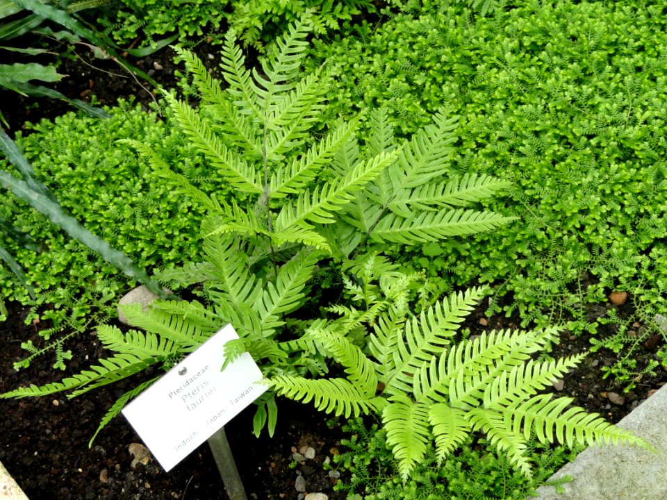 Pteris fauriei - Botanischer Garten Freiburg - DSC06281