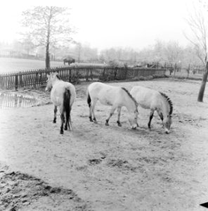 Przewalski-familie buiten op de loopweide in Diergaarde Blijdorp . Links de merr, Bestanddeelnr 912-3487