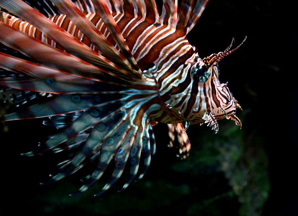 Pterois volitans Cologne Zoo 31122014 2