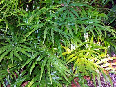 Pteris umbrosa Dorrigo