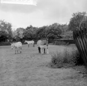 Przewalskipaardje in Blijdorp Moeder en zoon Poljako in de wei, Bestanddeelnr 912-5153