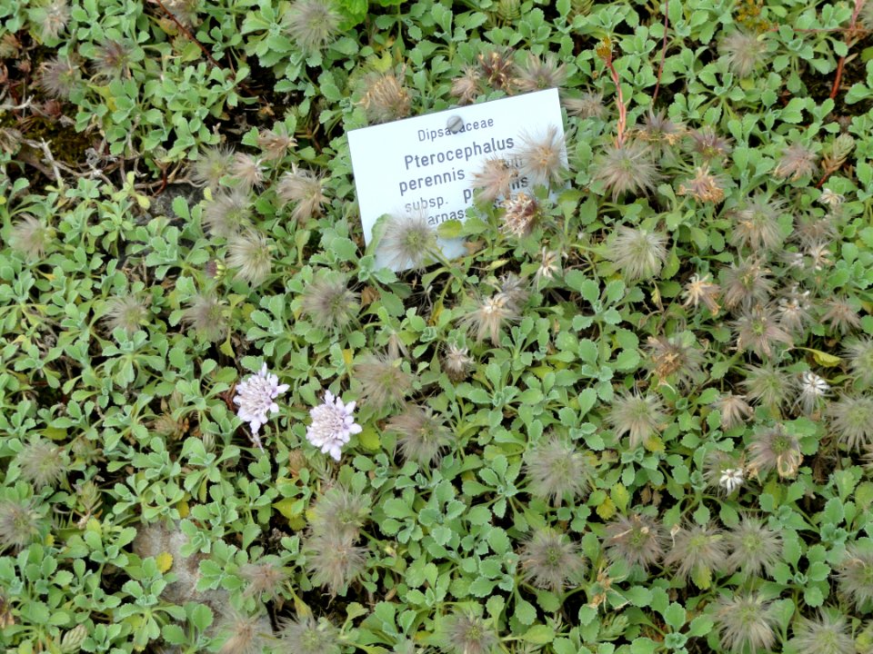 Pterocephalus perennis - Botanischer Garten, Frankfurt am Main - DSC02644