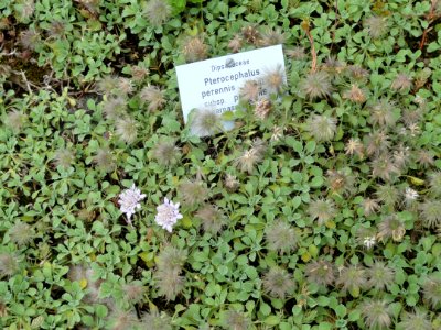 Pterocephalus perennis - Botanischer Garten, Frankfurt am Main - DSC02644