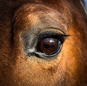Head animal equestrian photo