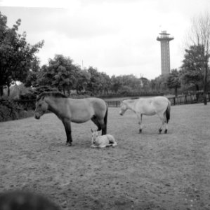 Przewalskipaardje in Blijdorp, Bestanddeelnr 912-5150