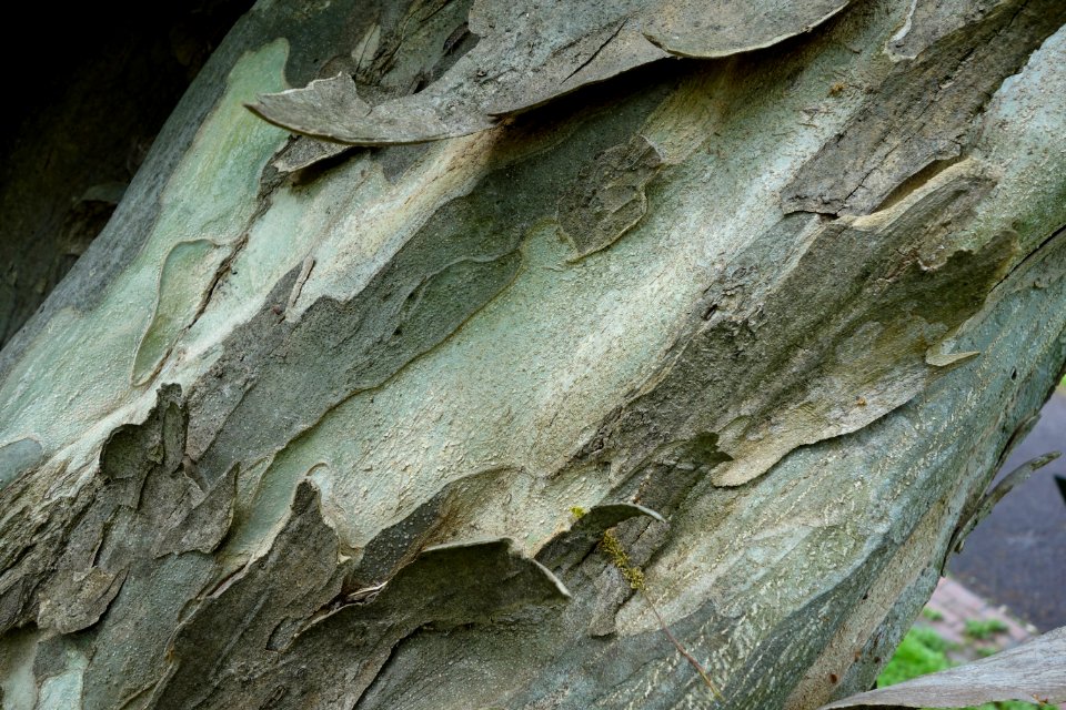 Pteroceltis tatarinowii - Morris Arboretum - DSC00352