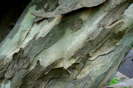 Pteroceltis tatarinowii - Morris Arboretum - DSC00352