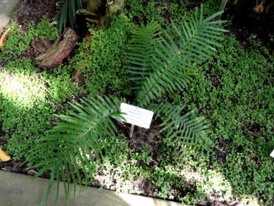 Pteris vittata - Botanical Garden in Kaisaniemi, Helsinki - DSC03613
