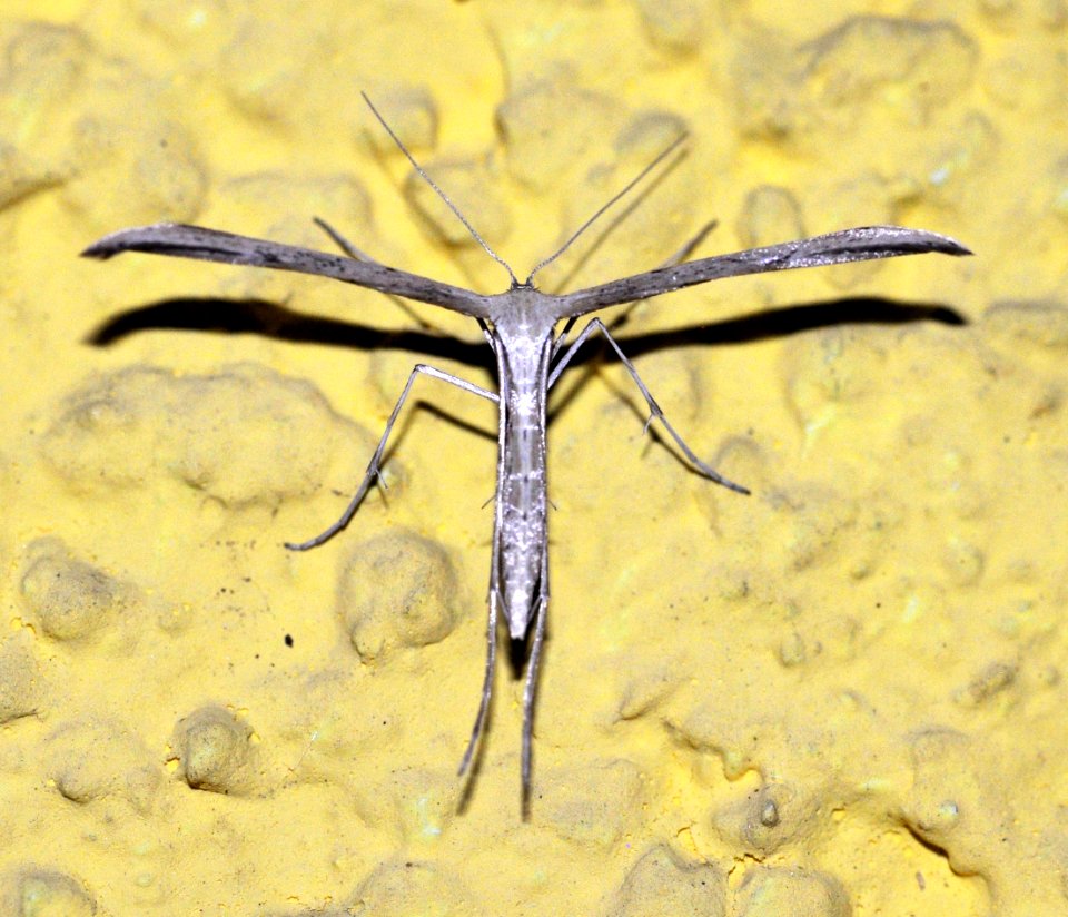 Pterophoridae-Goettingen04