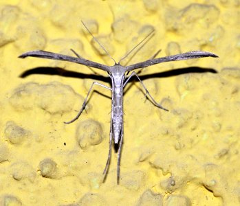 Pterophoridae-Goettingen04
