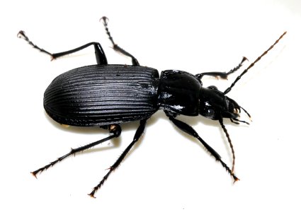 Pterostichus-niger-13-fws