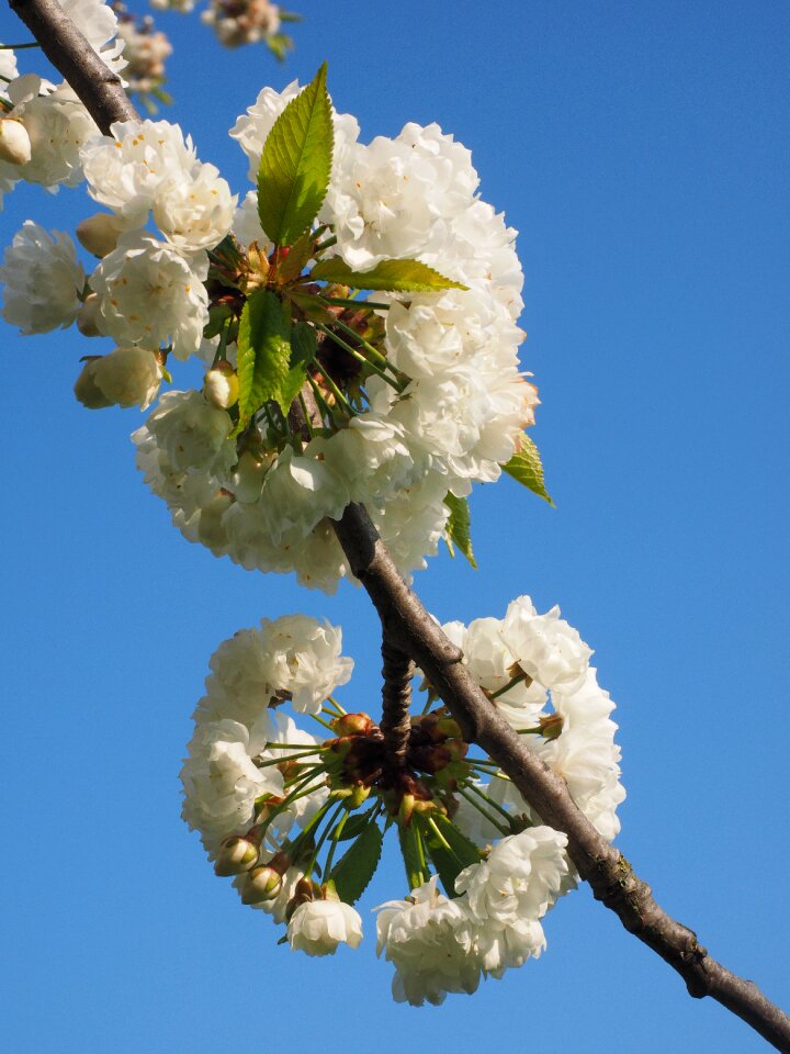 Spring blossom bloom