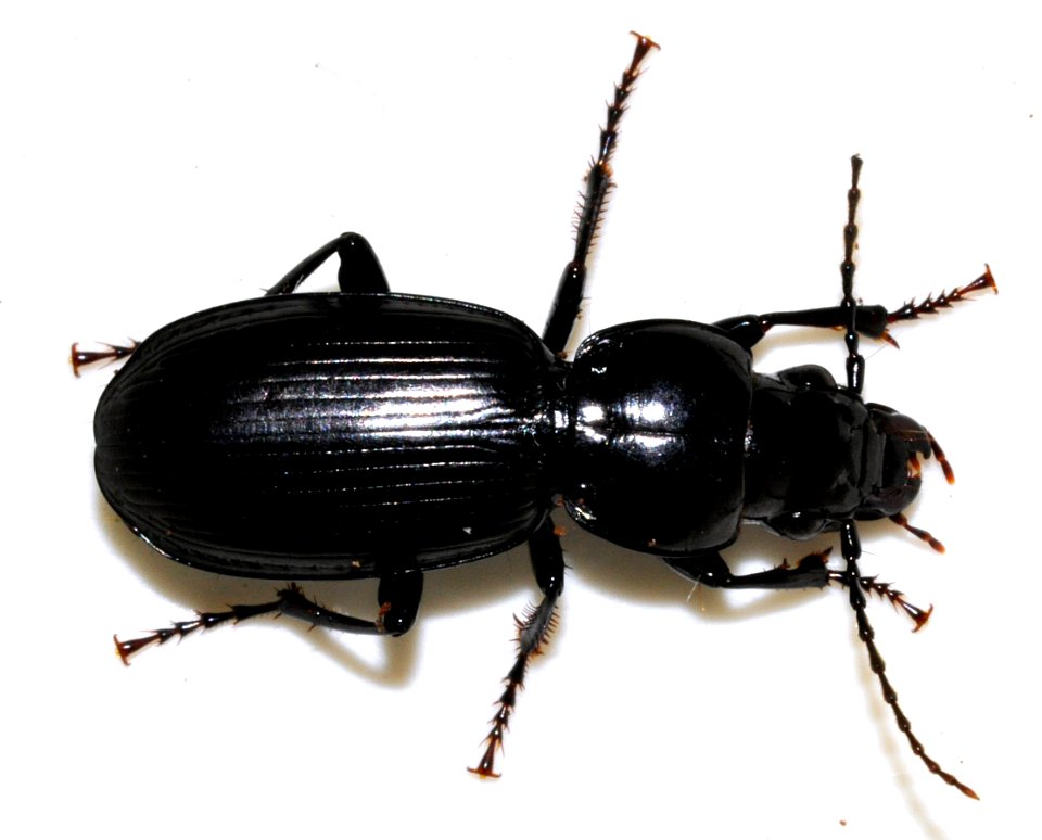 Pterostichus-madidus-03-fws