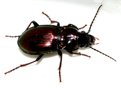 Pterostichus-burmeisteri-12-fws