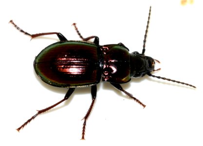 Pterostichus-burmeisteri-09-fws
