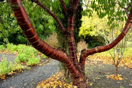 Prunus serrula - Oregon Garden - Silverton, Oregon - DSC00147