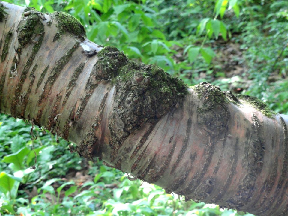 Prunus serrula - Botanischer Garten, Frankfurt am Main - DSC03279