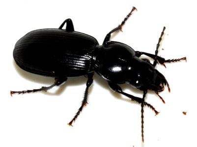 Pterostichus-madidus-05-fws