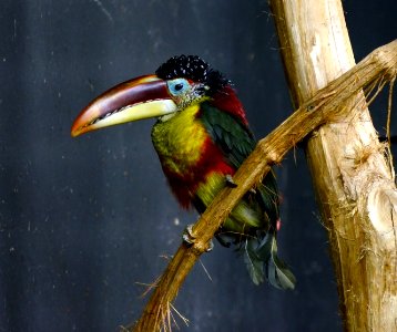 Pteroglossus beauharnaesii Parc des Oiseaux 21 10 2015 1