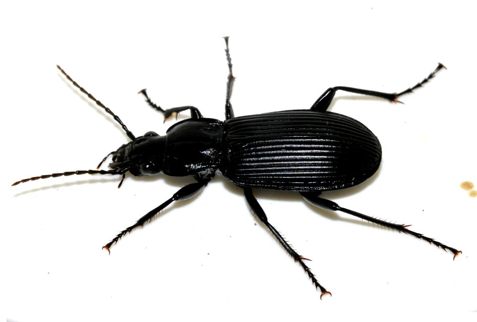 Pterostichus-niger-04-fws