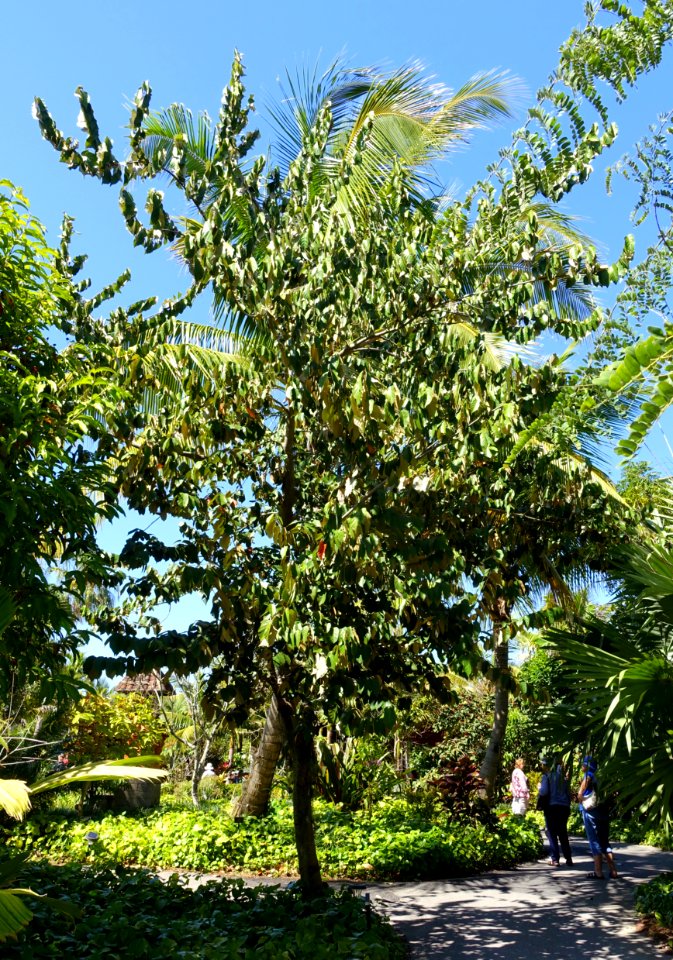 Pterospermum diversifolium - Naples Botanical Garden - Naples, Florida - DSC09787