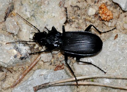 Pterostichus-niger-01-fws