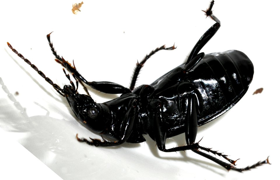 Pterostichus-niger-10-fws