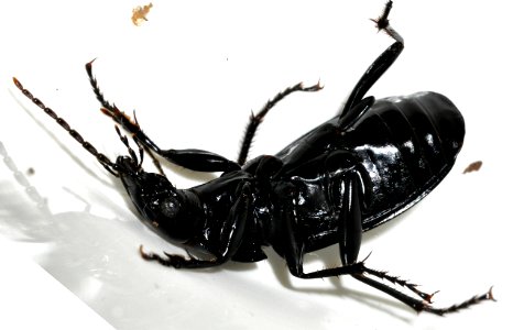 Pterostichus-niger-10-fws