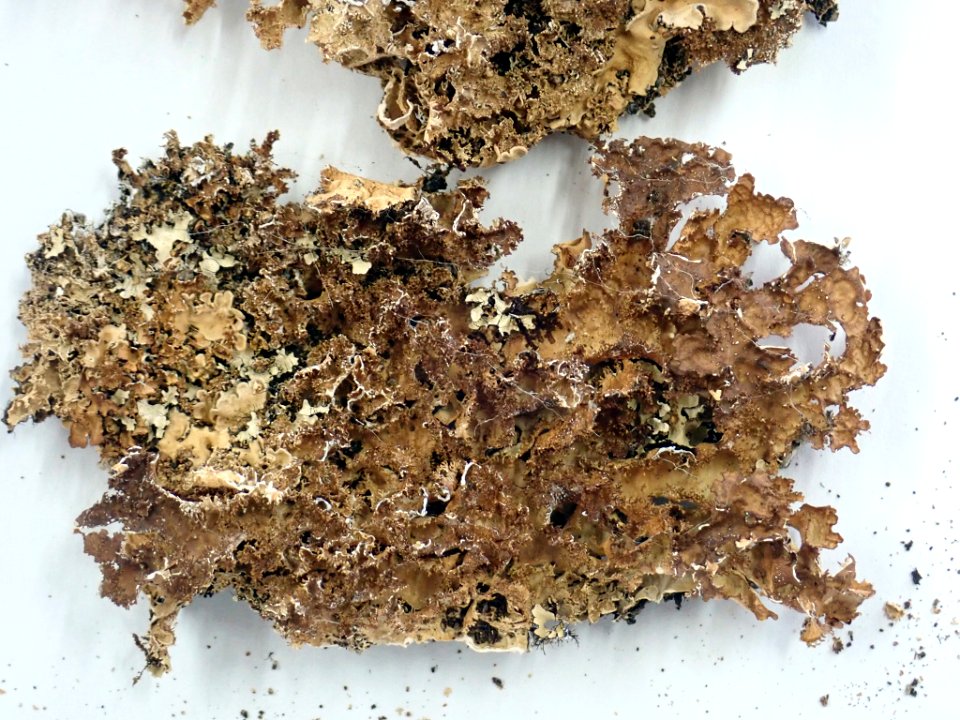 Pseudocyphellaria wilkinsii 95494519