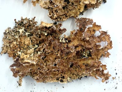 Pseudocyphellaria wilkinsii 95494519