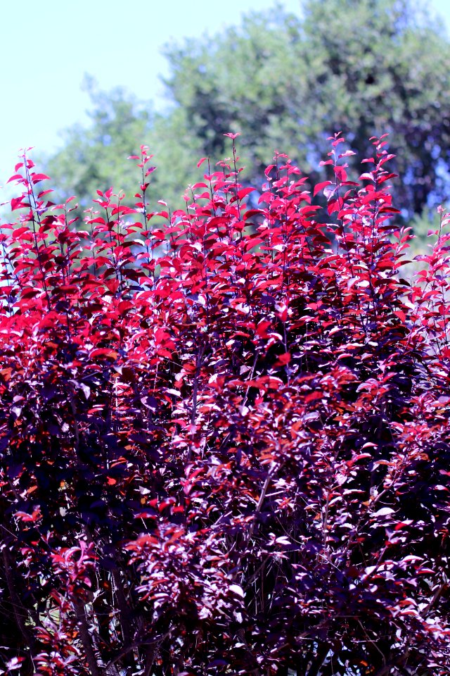 Prunus cerasifera 'Atropurpurea' IMG 2902