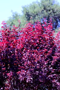 Prunus cerasifera 'Atropurpurea' IMG 2902