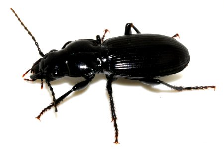 Pterostichus-madidus-09-fws