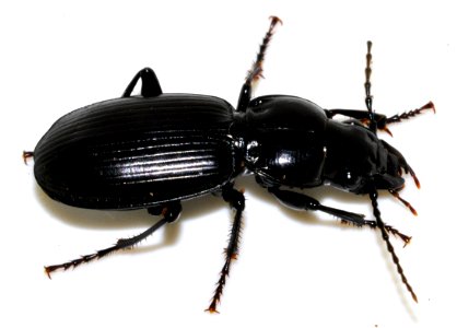 Pterostichus-madidus-04-fws