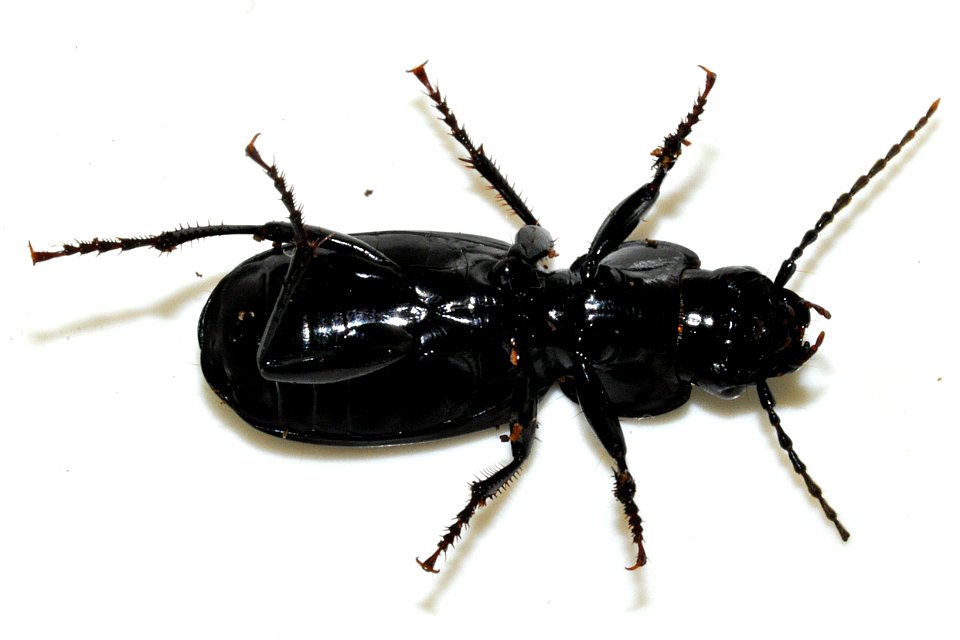 Pterostichus-madidus-02-fws