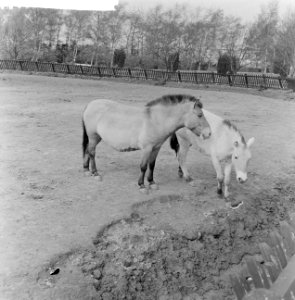 Przewalski-familie buiten op de loopweide in Diergaarde Blijdorp, Bestanddeelnr 912-3486