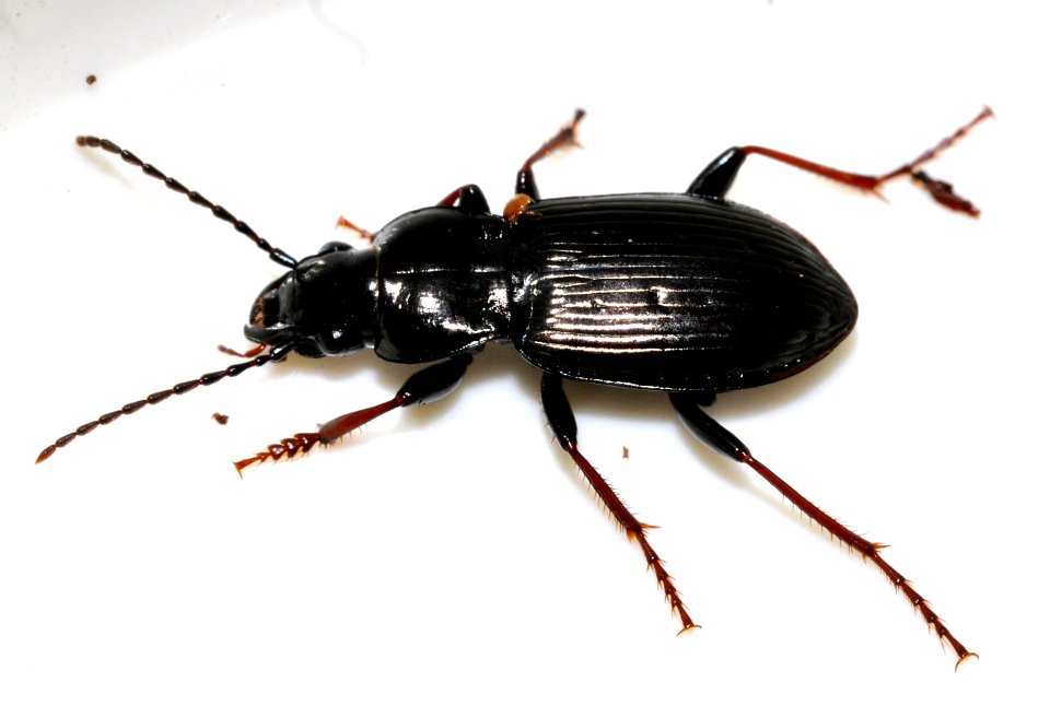 Pterostichus-oblongopunctatus-08-fws