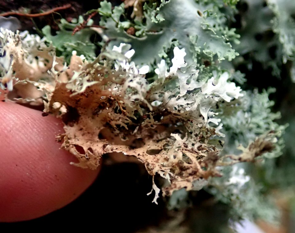 Pseudocyphellaria multifida 31109046