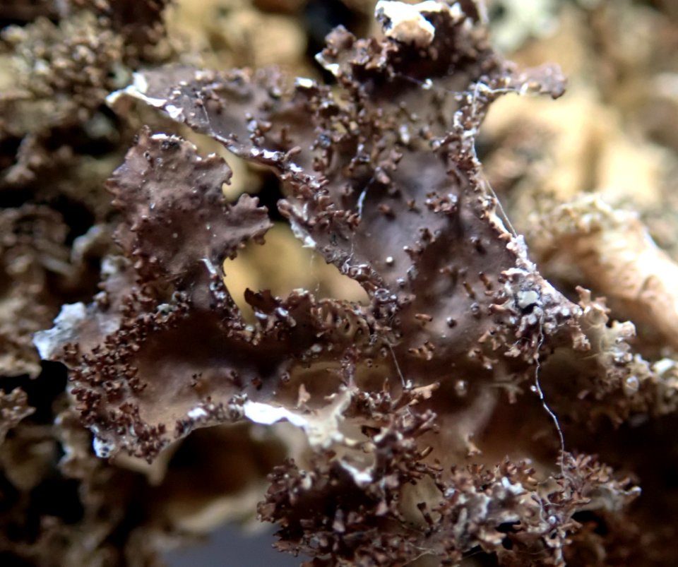 Pseudocyphellaria wilkinsii 95446292