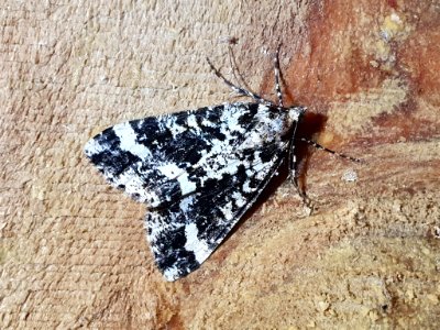 Pseudocoremia leucelaea 65940276