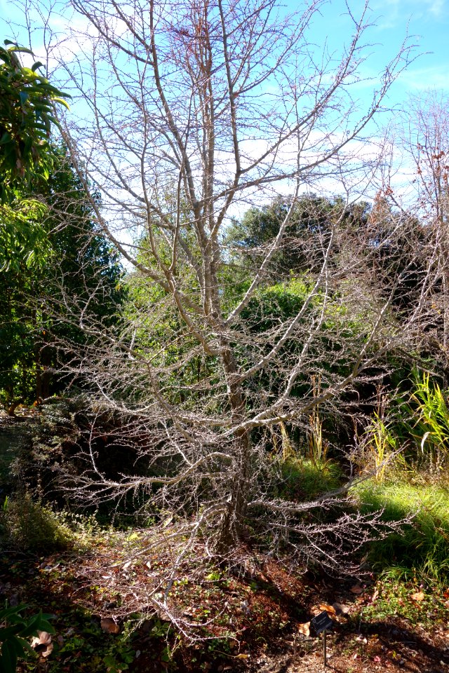 Pseudolarix amabilis - Quarryhill Botanical Garden - DSC03417