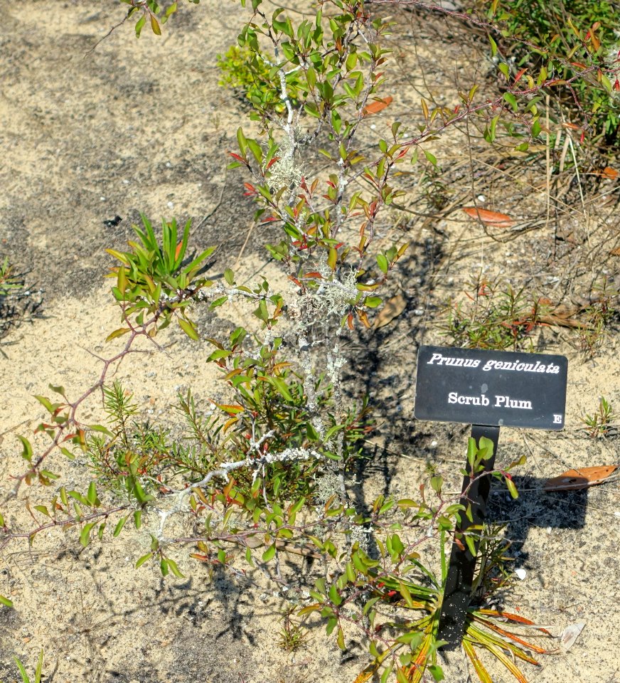 Prunus geniculata - Bok Tower Gardens - DSC02173
