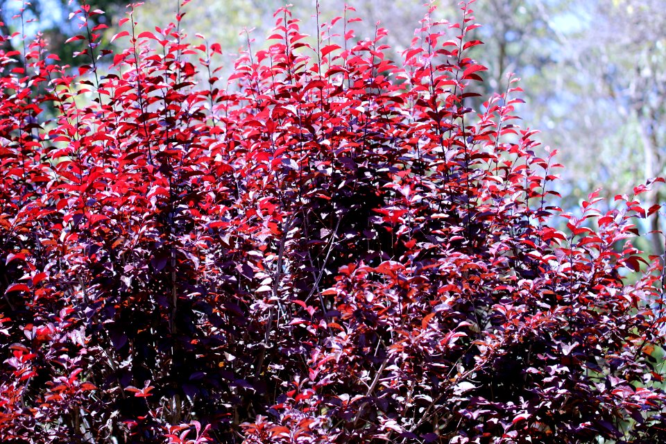 Prunus cerasifera 'Atropurpurea' IMG 2876