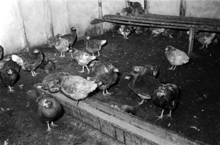 Pseudeo-vogelpest onder kippen, Barneveld, Bestanddeelnr 924-1999 photo