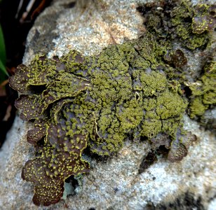 Pseudocyphellaria crocata by Peter de Lange