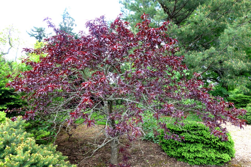 Prunus persica 'Bonfire' - Stanley M. Rowe Arboretum - DSC03518