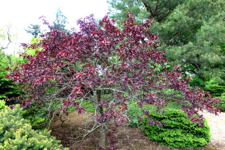 Prunus persica 'Bonfire' - Stanley M. Rowe Arboretum - DSC03518 photo