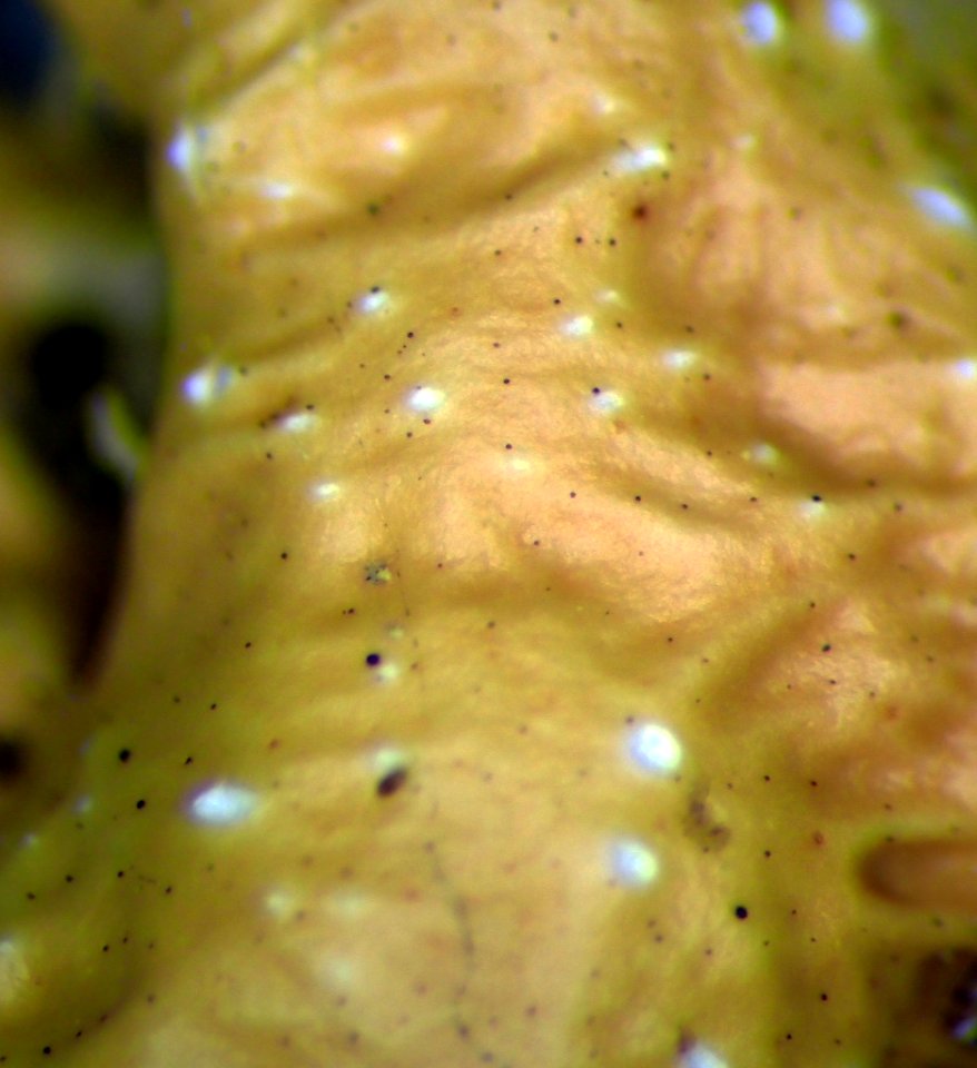 Pseudocyphellaria wilkinsii 95447104